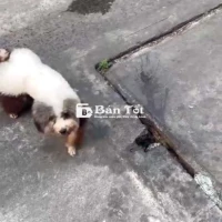 Chó rất đẹp giới tính cái 1 năm rất ngoan 3tr5