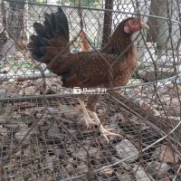 Mái Mỹ 2 ký, gà tơ