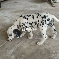 Chó Đốm Cái 3 Tháng Tuổi - Đốm Tròn Vành, Rõ Nét, Thuần Chủng  