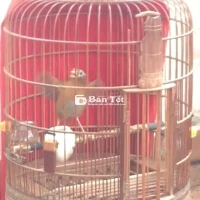 hoa mi LS TRỐNG , THUẦN