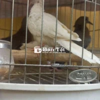 Com bo cu gáy thả avi