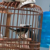 Than Bổi Bự Con