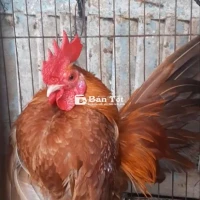 Trống serama 8 tháng