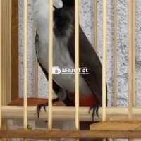 Bổi tuyển bây đấu gốc quãng trị
