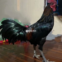 Gà tơ 2kg5