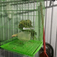 cần bán