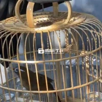 chim hoa mi kèm lồng