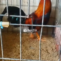 1.CẶP GÀ VIP..CUBAN KELSO..1K420