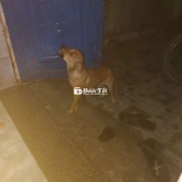 Bán chó cái cỏ , phú lợi
