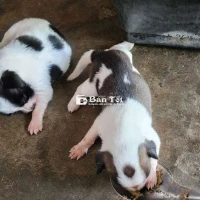 Chó lai tìm nhà mới