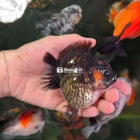 oranda short tail