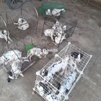 101 Chó Đốm Đủ Mọi Kích Cỡ - Thoải Mái Lựa Chọn!  