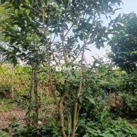 Cây vối nếp lấy lá uống nước