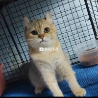 Mèo tai xoắn cái