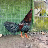 Que 4kg2 tay dữ tốc độ hàng đẳng cấp 🏯 Xem gà Cao Lãnh
