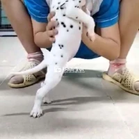 Chó Đốm - Nhan Sắc Chim Sa Cá Lặn