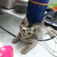 MèoTa lai Anh Lông Ngắn