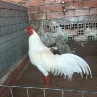 Úa 3.5kg