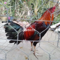 Gà nồi 3,1kg tay tốt