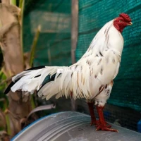 Gà Bướm 2k9 ...
