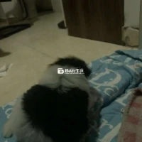 Chó lai poodle mini màu trắng đen 4 tháng tuổi