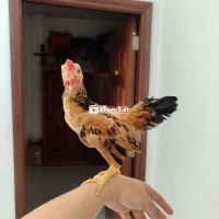 Bộ 3 gà tre bắc vàng