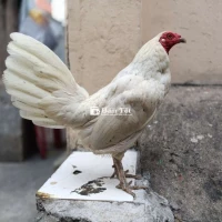 Nọc 1kg3