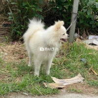 Nhà mình có bé cún Phốc Sóc trắng như bông, siêu n