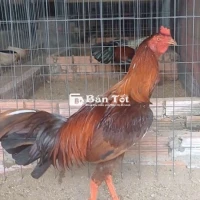 khét ưc bông 3k zin