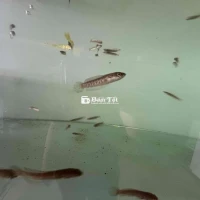 Cá Lóc Nữ Hoàng nhập Trung-6.7cm 300k/con