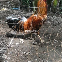 Cứu vàng