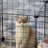tìm nhà mới cho bé golden ny11(12g) mắt xanh