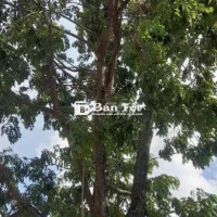 -CÂY SÂN VƯỜN CHO ĐẠI GIA-