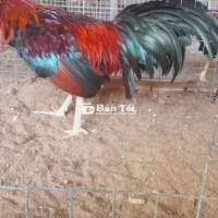 Nòi đẻn hung, bắt là bị cắn