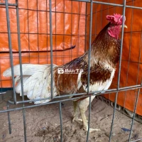Bướm siu mỹ 3k1 zin tay tốt
