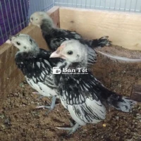 Vẫy cá bạc