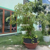 CHUYỂN NHÀ BÁN RẺ CẠP LỘC VỪNG VÀ 1 SỐ CÂY GIÁ RẺ