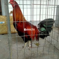 Đều xanh lai mồng chỉ thiên gà rin hơi ốm  thả mái
