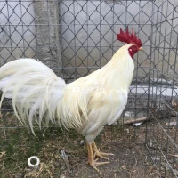 gà bướm 2kg8 trang 2kg950