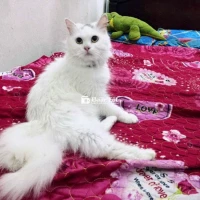 Tìm sen cho Bún