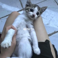 mèo lai ald 3 tháng tuổi