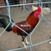 gà tơ điều đỏ chân trắng 2 chốt đen hiện 2kg4 mấy