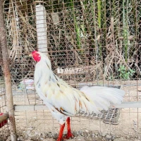 Thái mỹ 2k6 zin cự mạnh tay còn lên