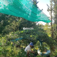 Tùng La Hán Dáng Bay hồ Cá Koi