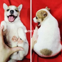 Corgi lai móng đeo siêu thông minh