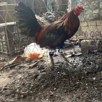 gà que 1kg2