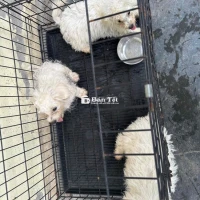Bán 3 bé poodle