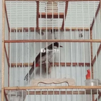 Cả bộ bổi bự khủng 1 mùa bọng hay 700k