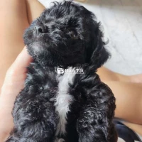 Tìm nhà mới cho các con 40 ngày tuổi.