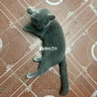 Mèo ALN Xám Xanh Cần Tìm Nhà Mới  